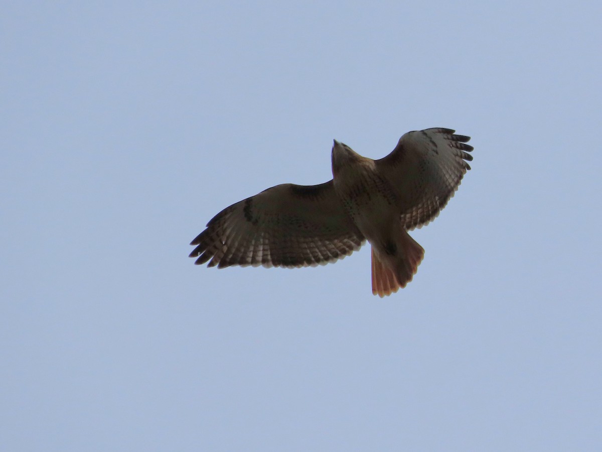 Red-tailed Hawk - ML645957073