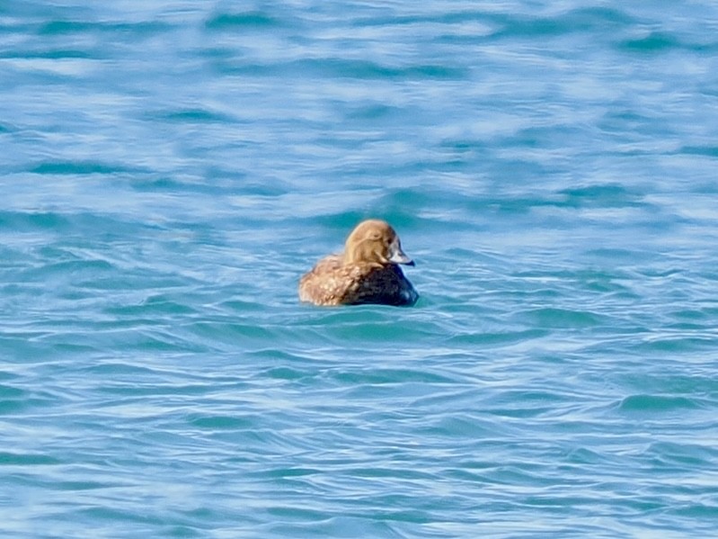 King Eider - ML645957080