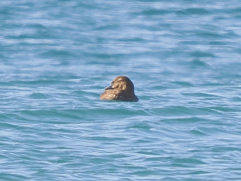 King Eider - ML645957081