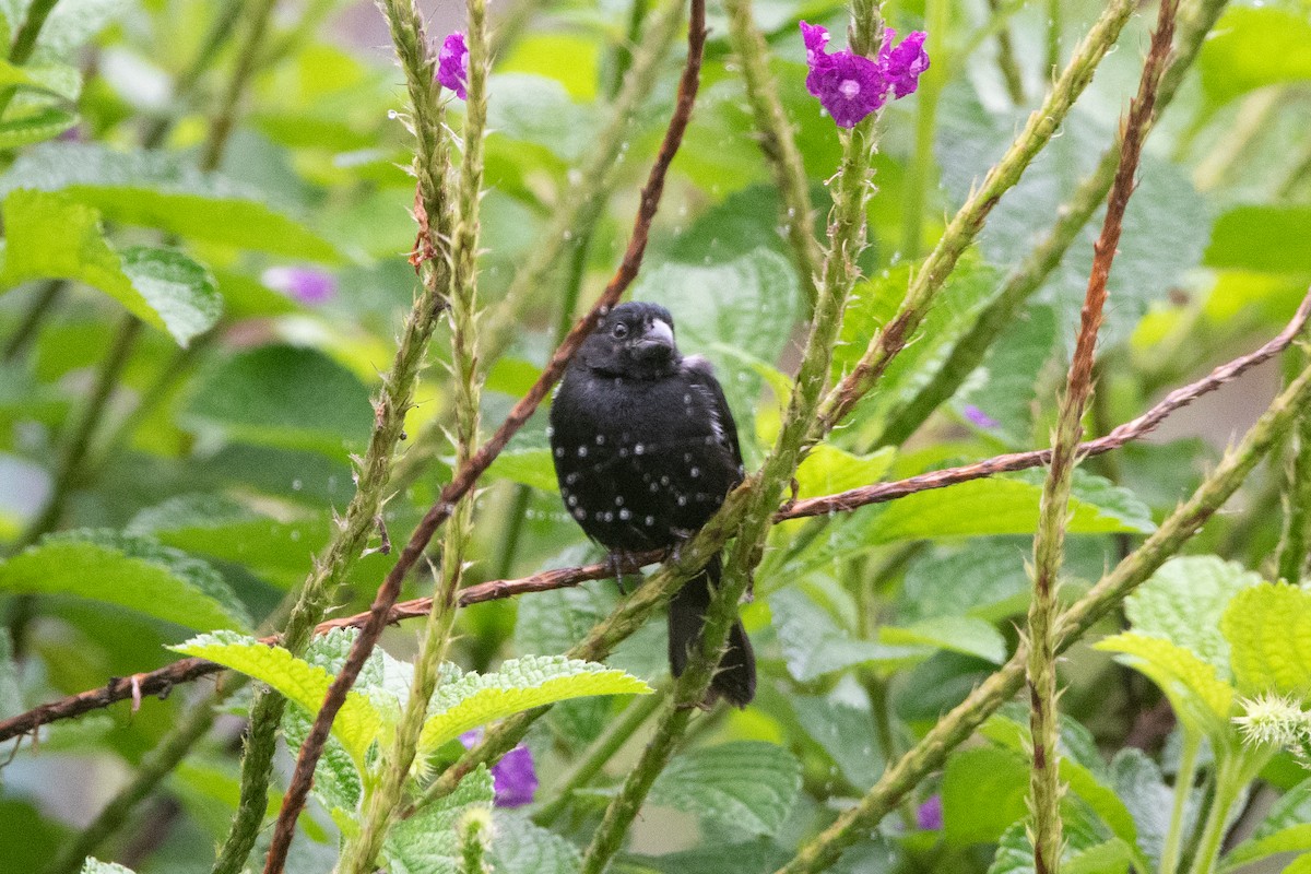 Variable Seedeater - ML645957087