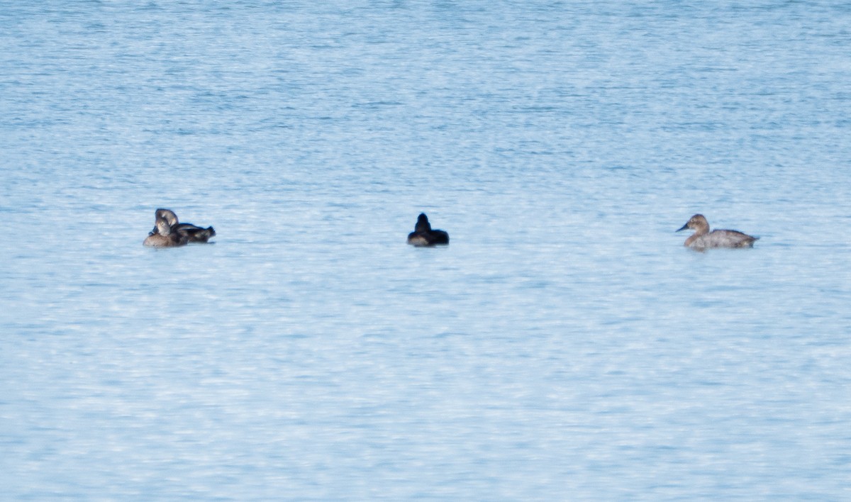 Murgilari bizkarzuria - ML645957090