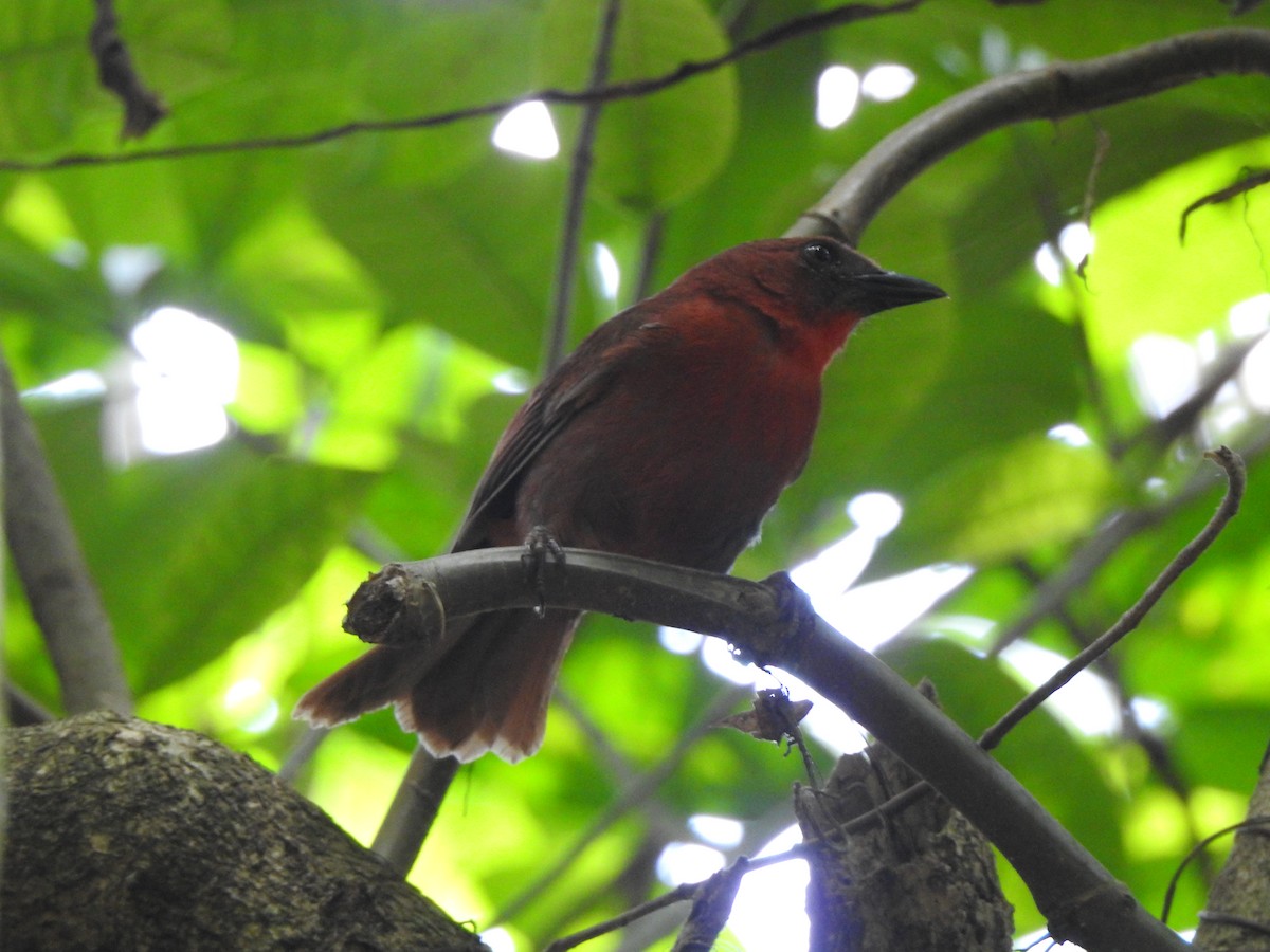 Red-throated Ant-Tanager - ML645957092