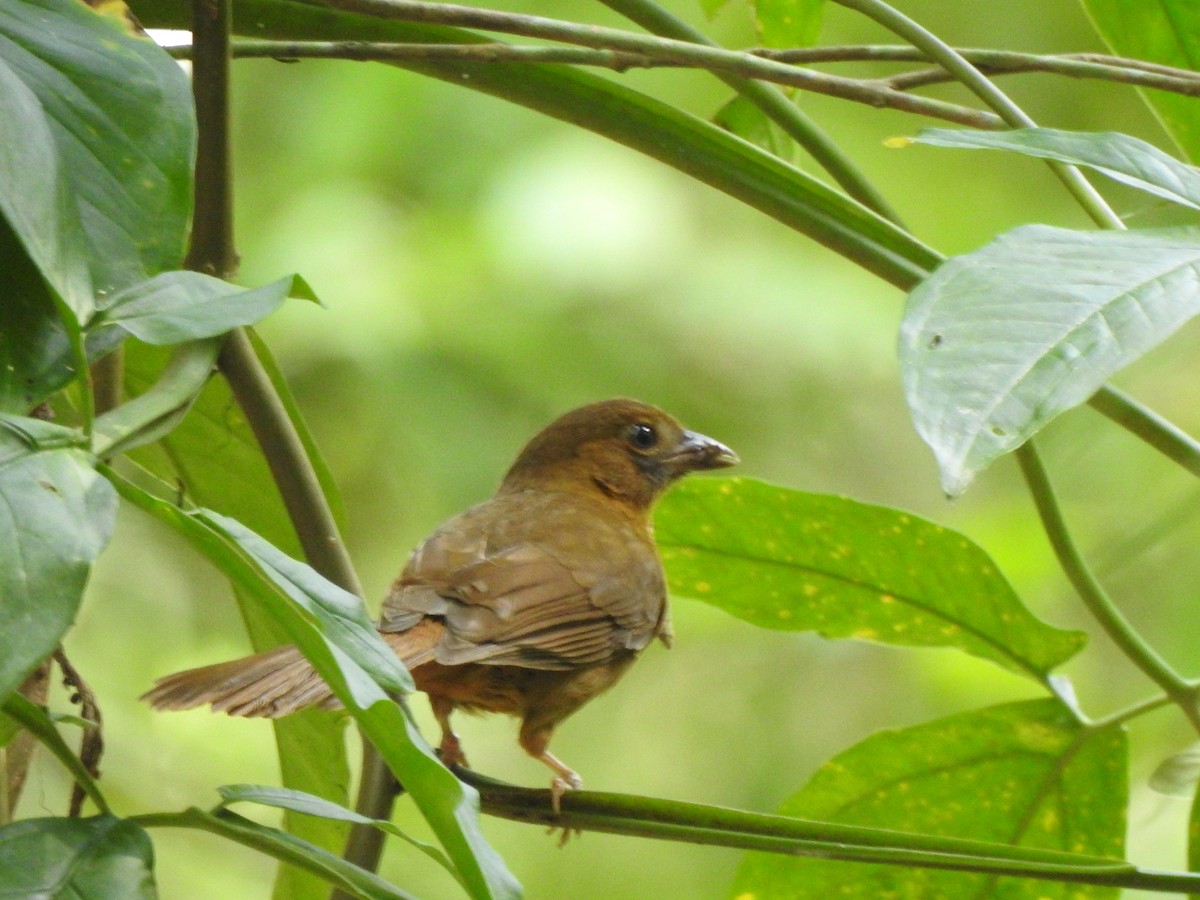 Red-throated Ant-Tanager - ML645957093