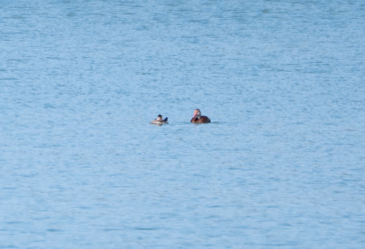 Black-bellied Whistling-Duck - ML645957094