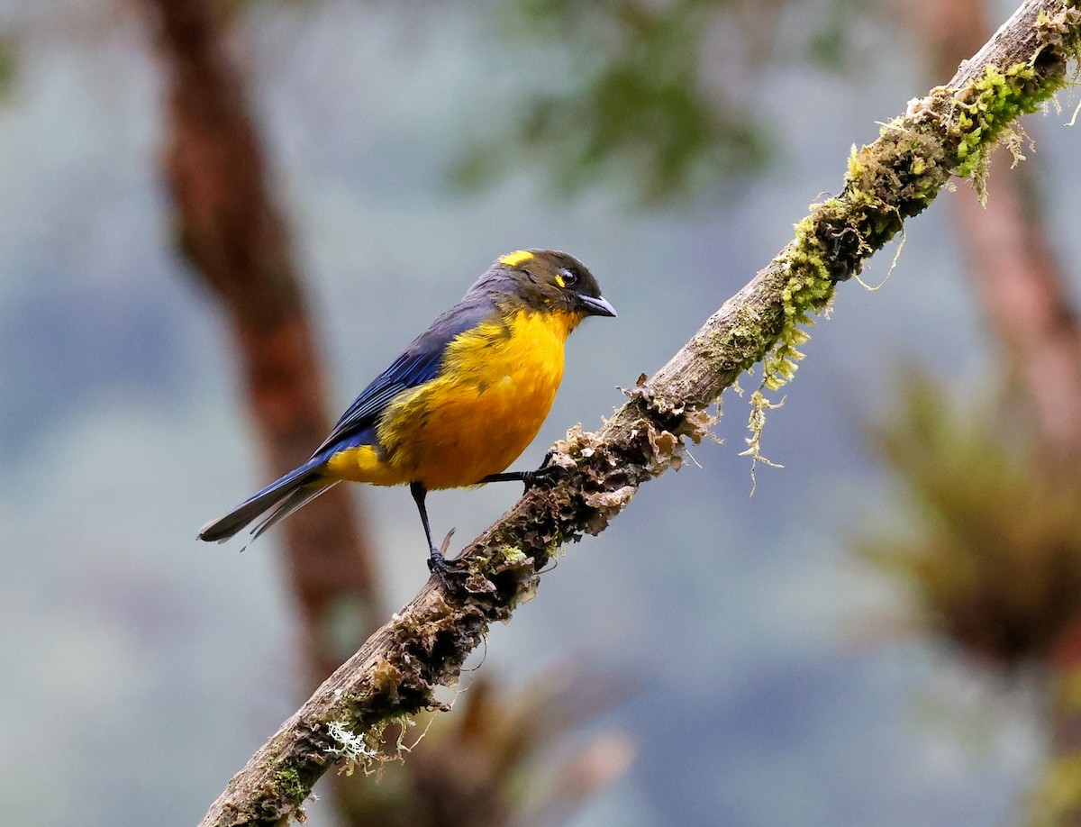 Lacrimose Mountain Tanager - ML645957096