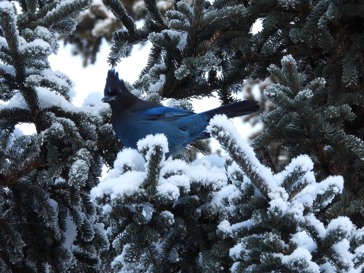 Steller's Jay - ML645957104