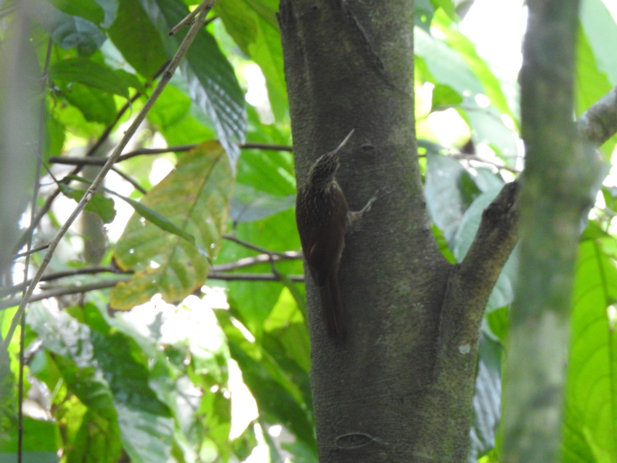 Ivory-billed Woodcreeper - ML645957109