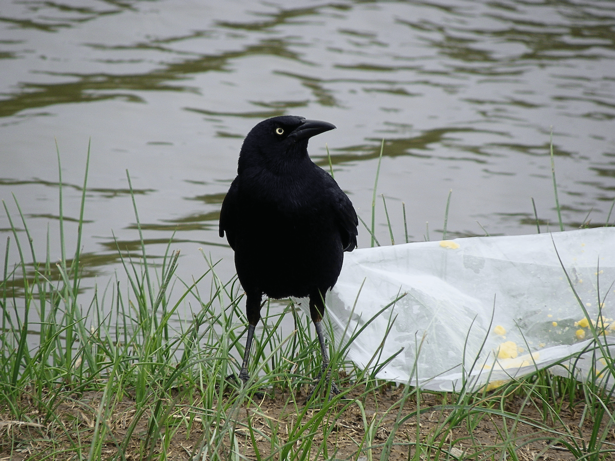Great-tailed Grackle - ML645957110
