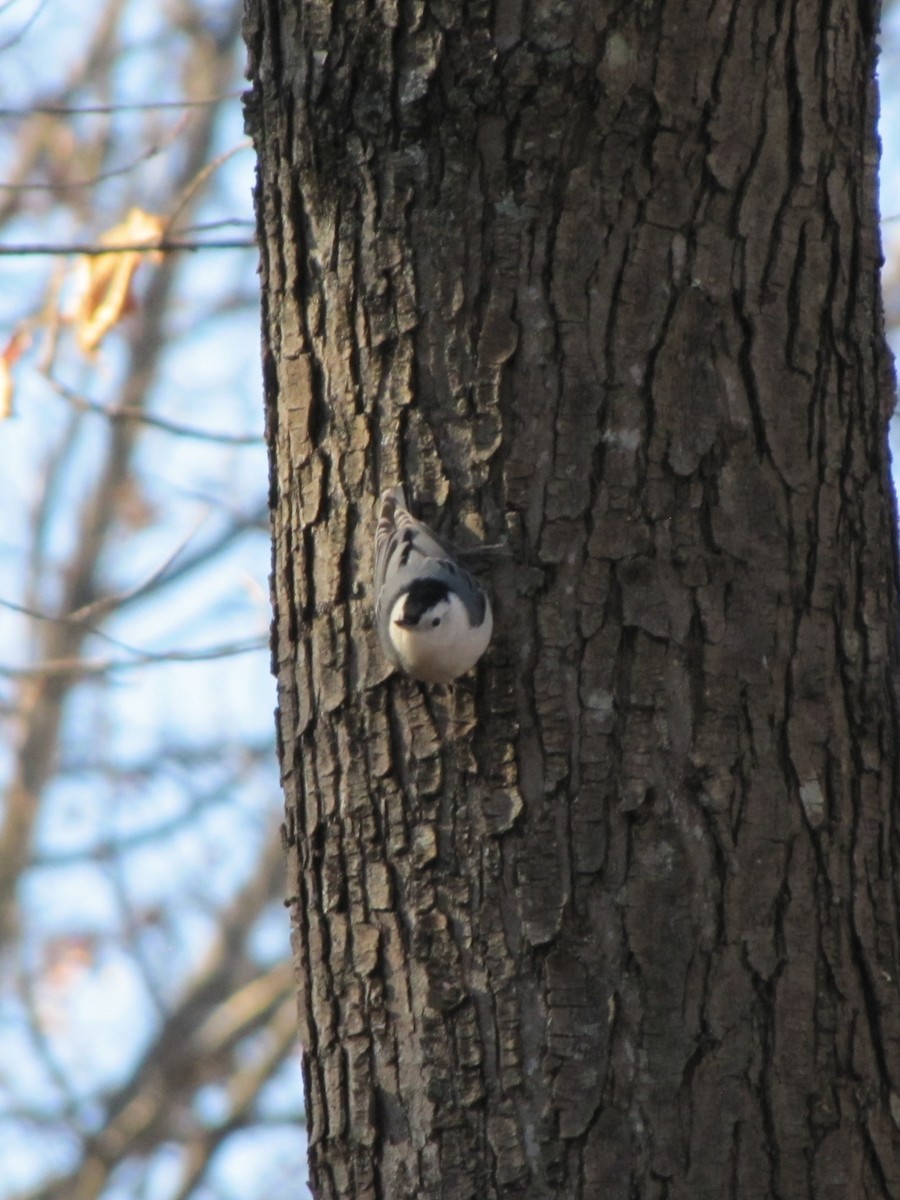White-breasted Nuthatch - ML645957114