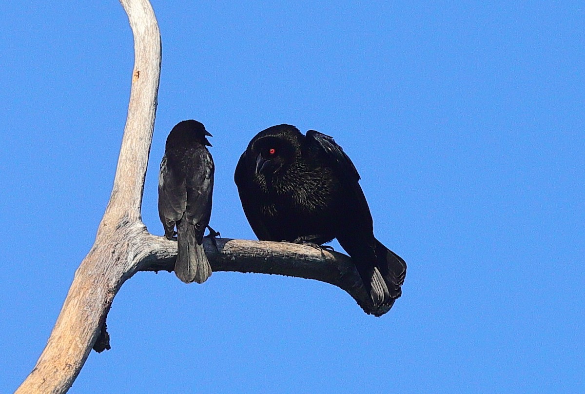 Красноглазый трупиал - ML645957145