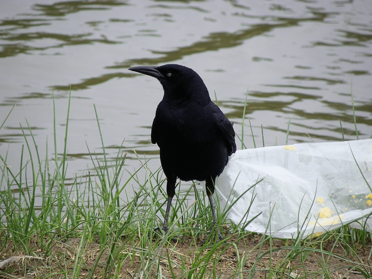 Great-tailed Grackle - ML645957159