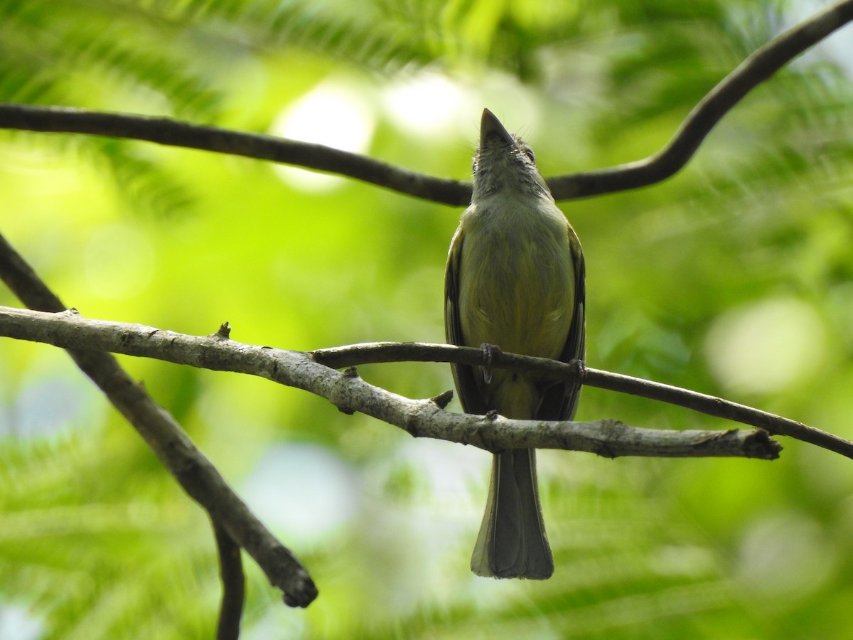 Yellow-olive Flatbill - ML645957161