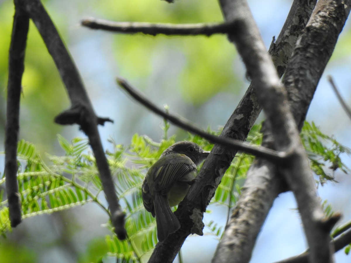 Yellow-olive Flatbill - ML645957162