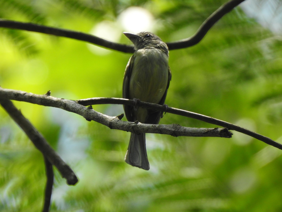 Yellow-olive Flatbill - ML645957163