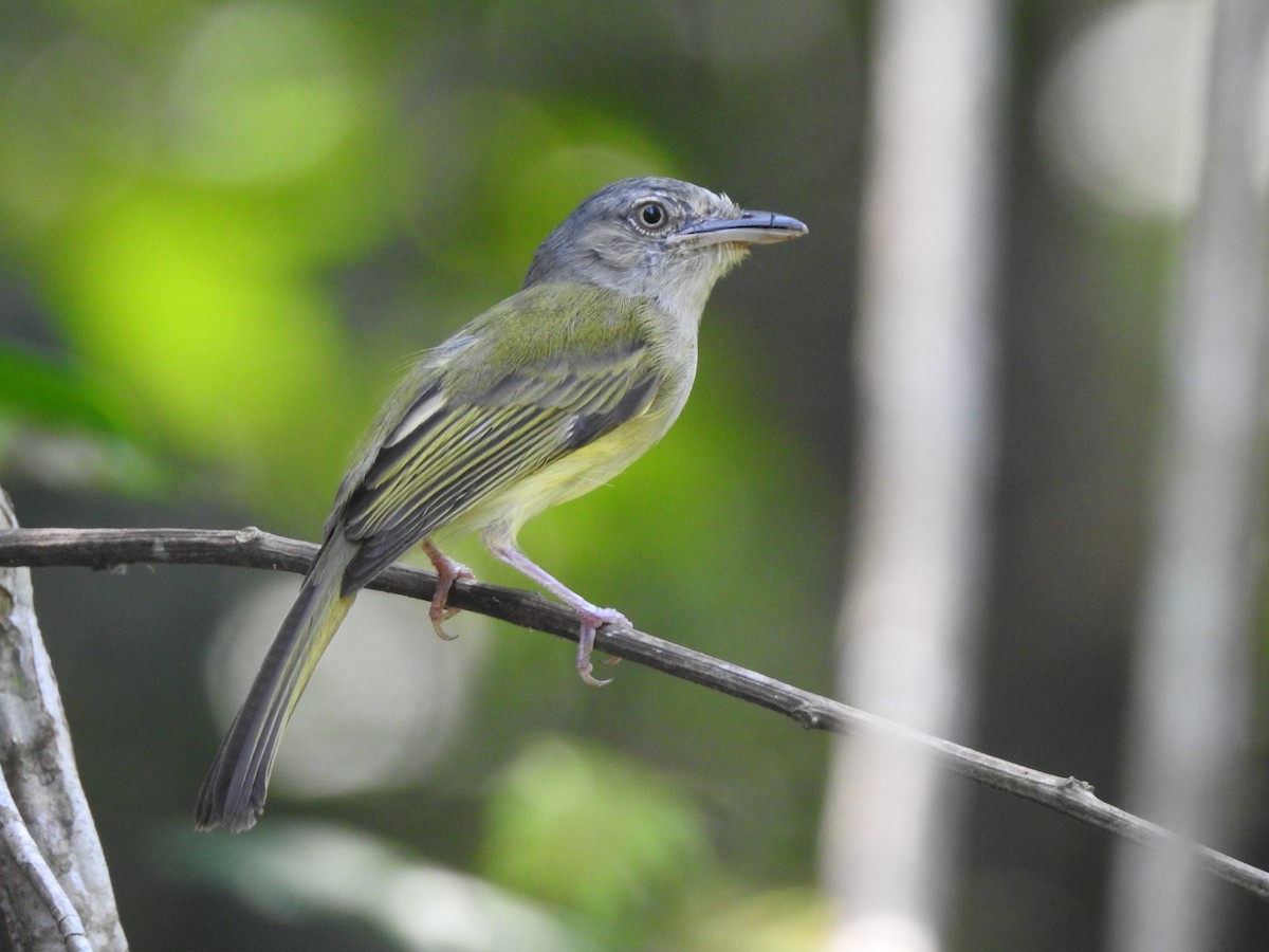 Yellow-olive Flatbill - ML645957164