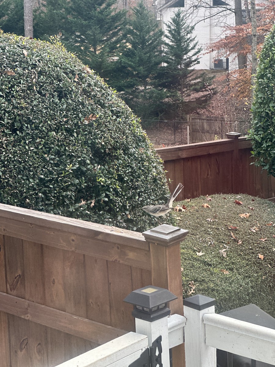 Пересмішник багатоголосий - ML645957170