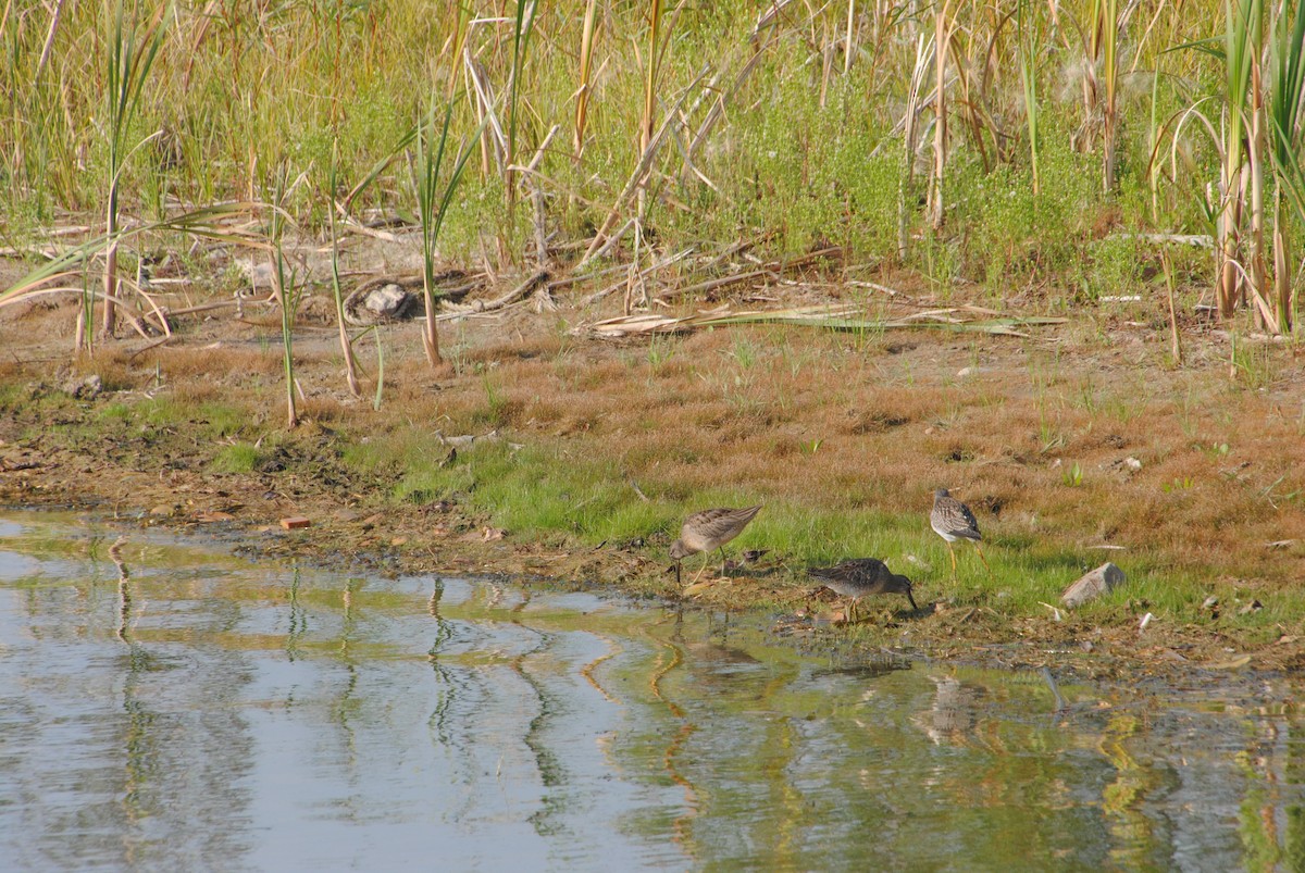 Long-billed Dowitcher - ML645957175