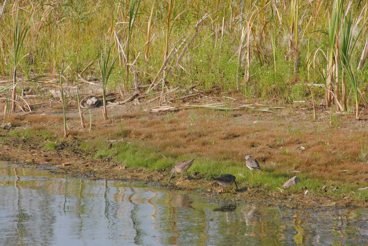 Long-billed Dowitcher - ML645957176