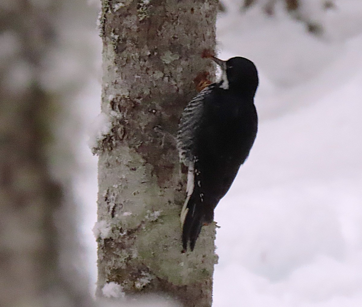 Black-backed Woodpecker - ML645957179