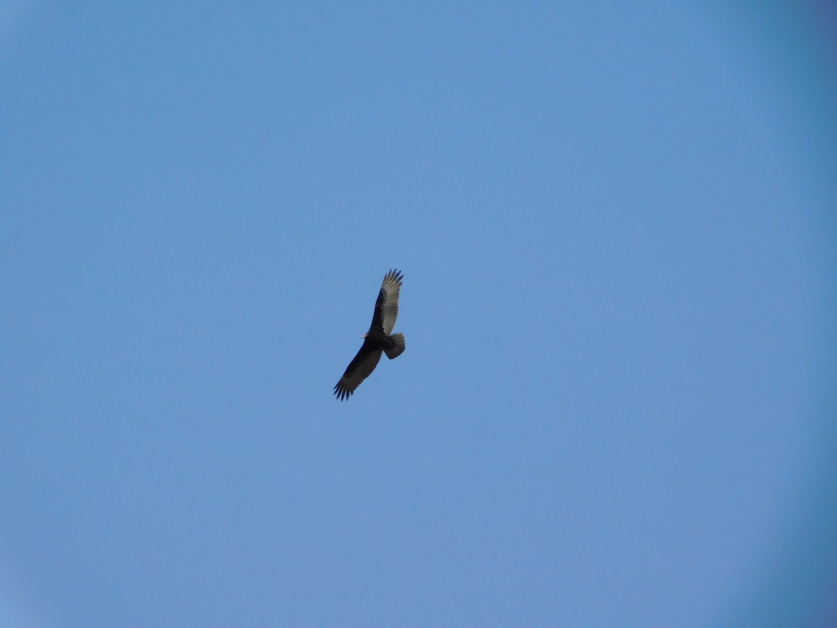 Turkey Vulture - ML645957182