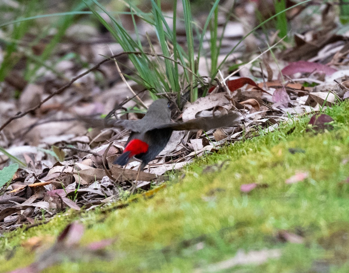 Beautiful Firetail - ML645957183