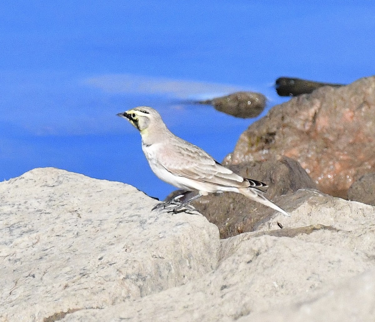 Horned Lark - ML645957184