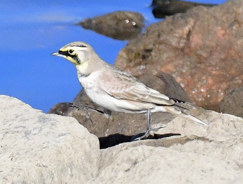 Horned Lark - ML645957185
