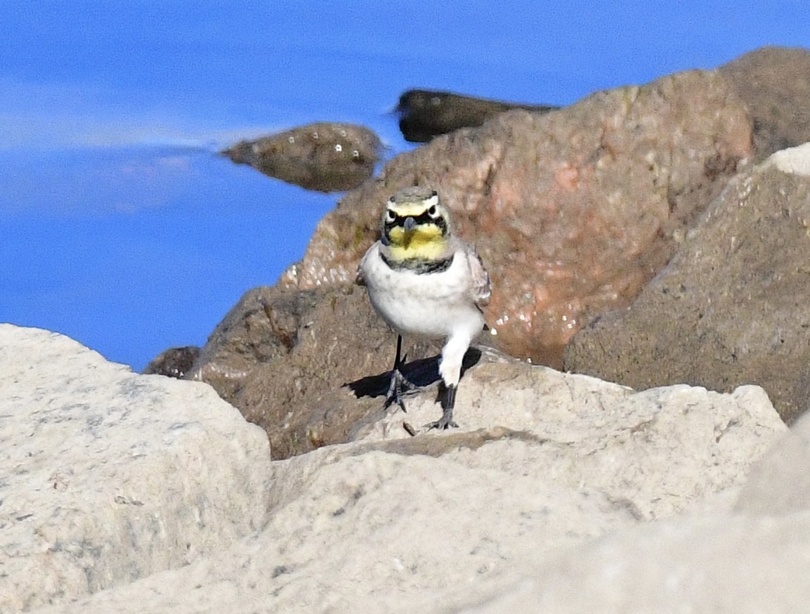Horned Lark - ML645957186