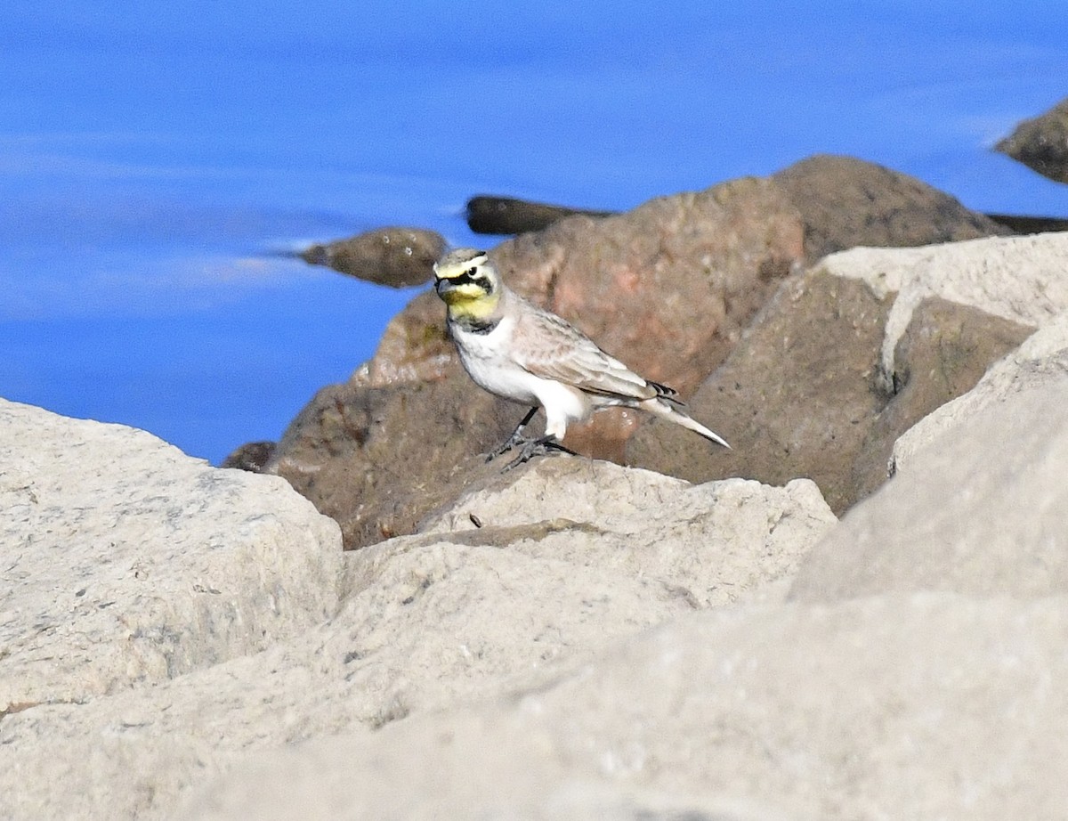 Horned Lark - ML645957187