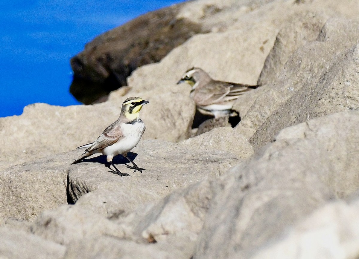 Horned Lark - ML645957188