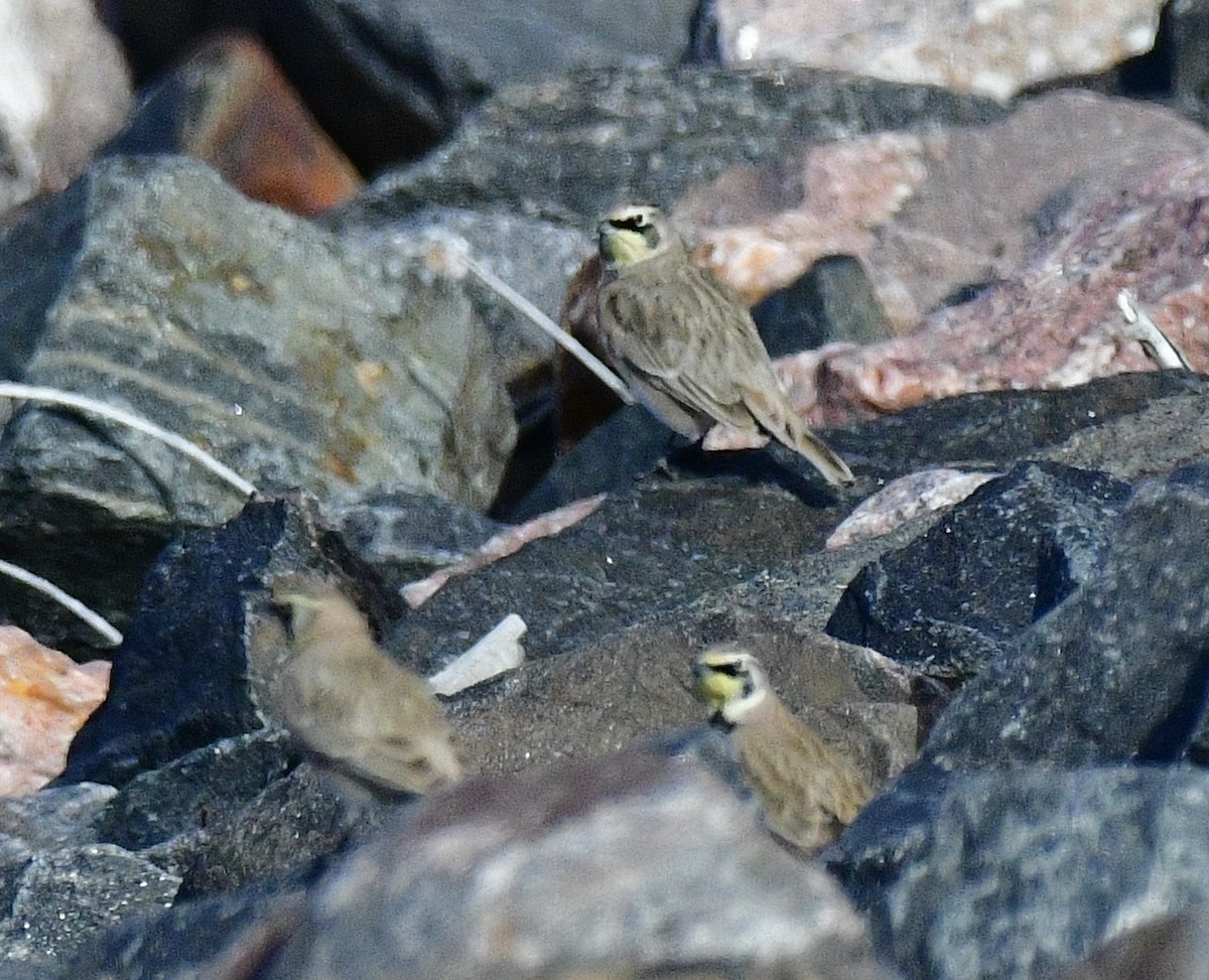 Horned Lark - ML645957189