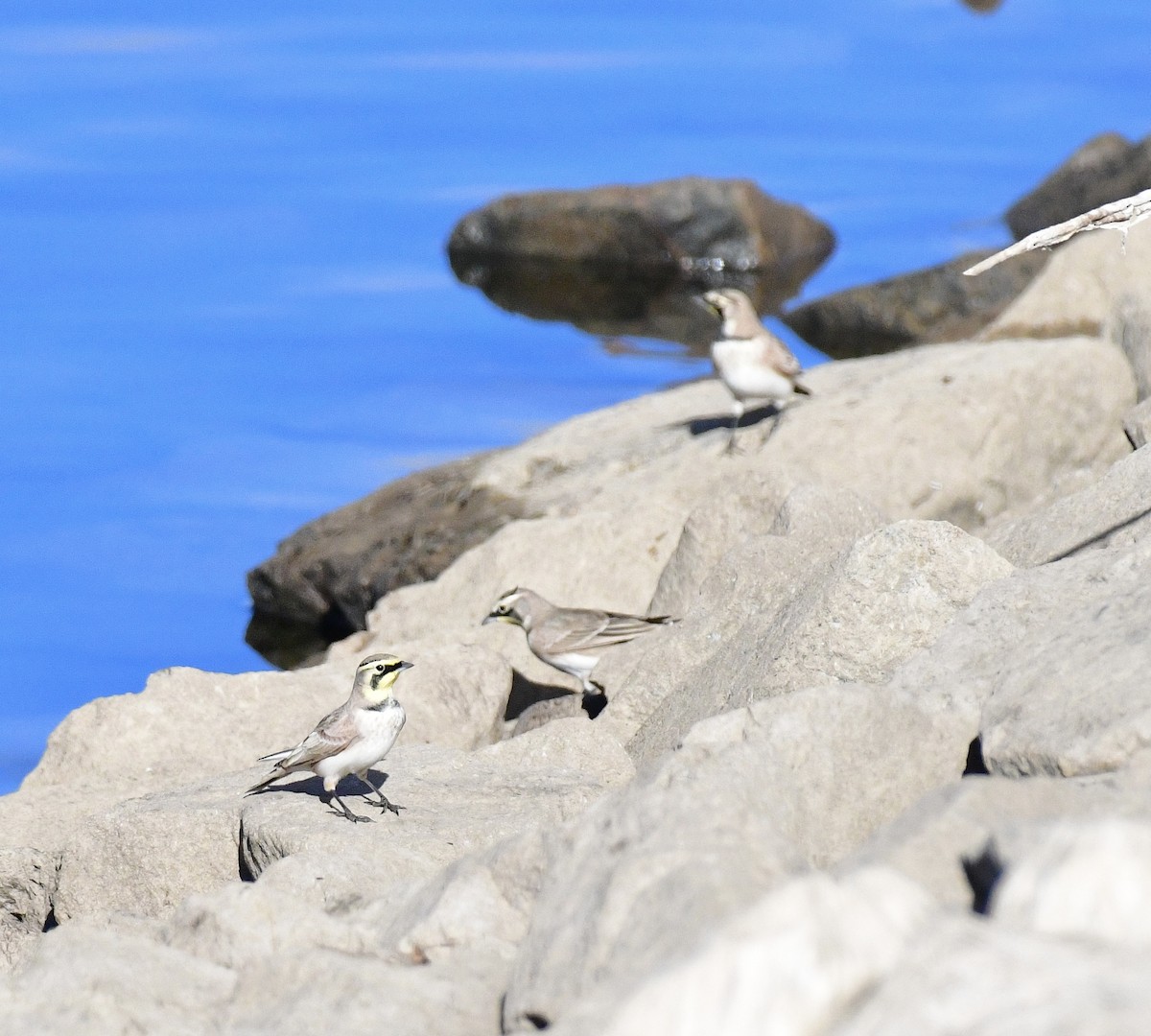 Horned Lark - ML645957190