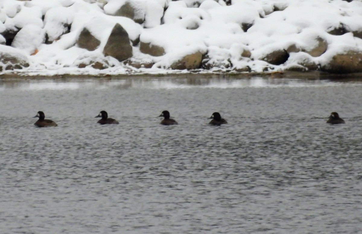 Lesser Scaup - ML645957191