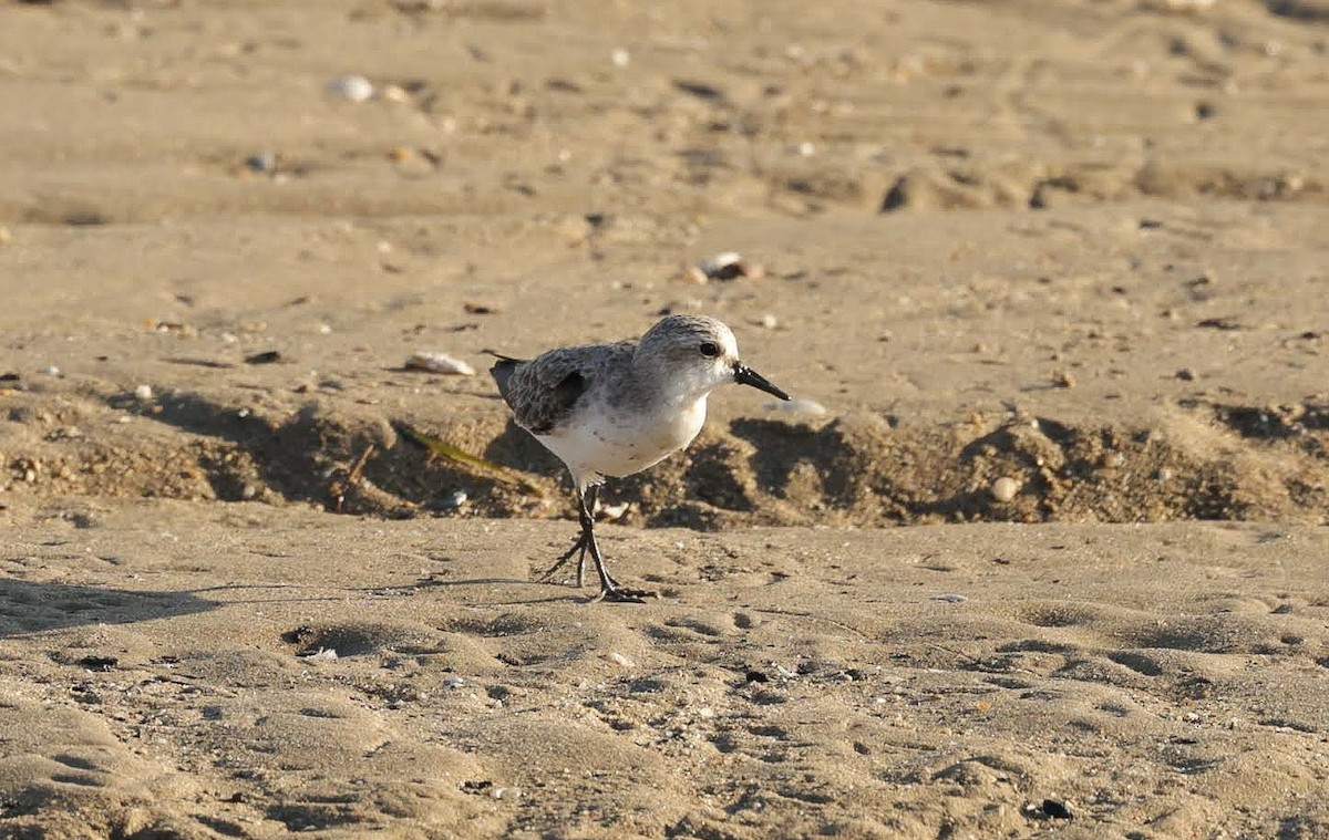 Red-necked Stint - ML645957192