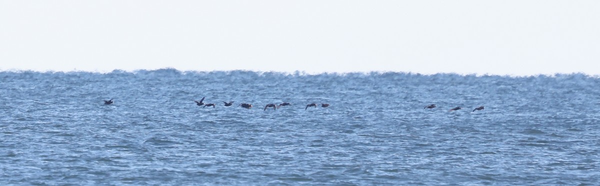 Black Scoter - ML645957193