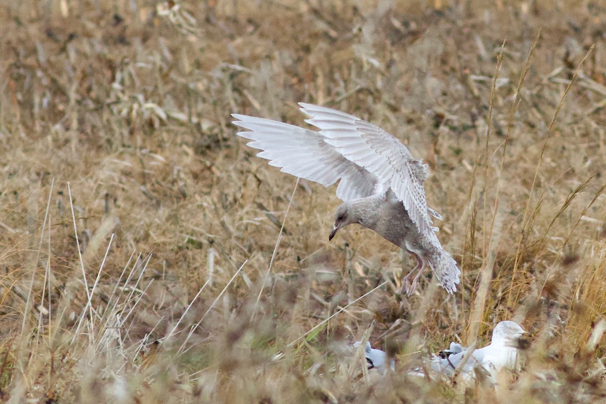 Iceland Gull - ML645957194