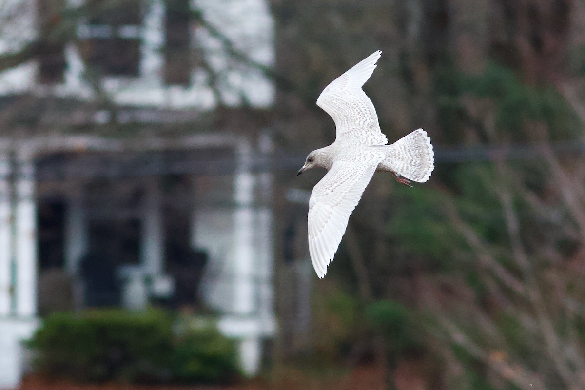 Iceland Gull - ML645957195