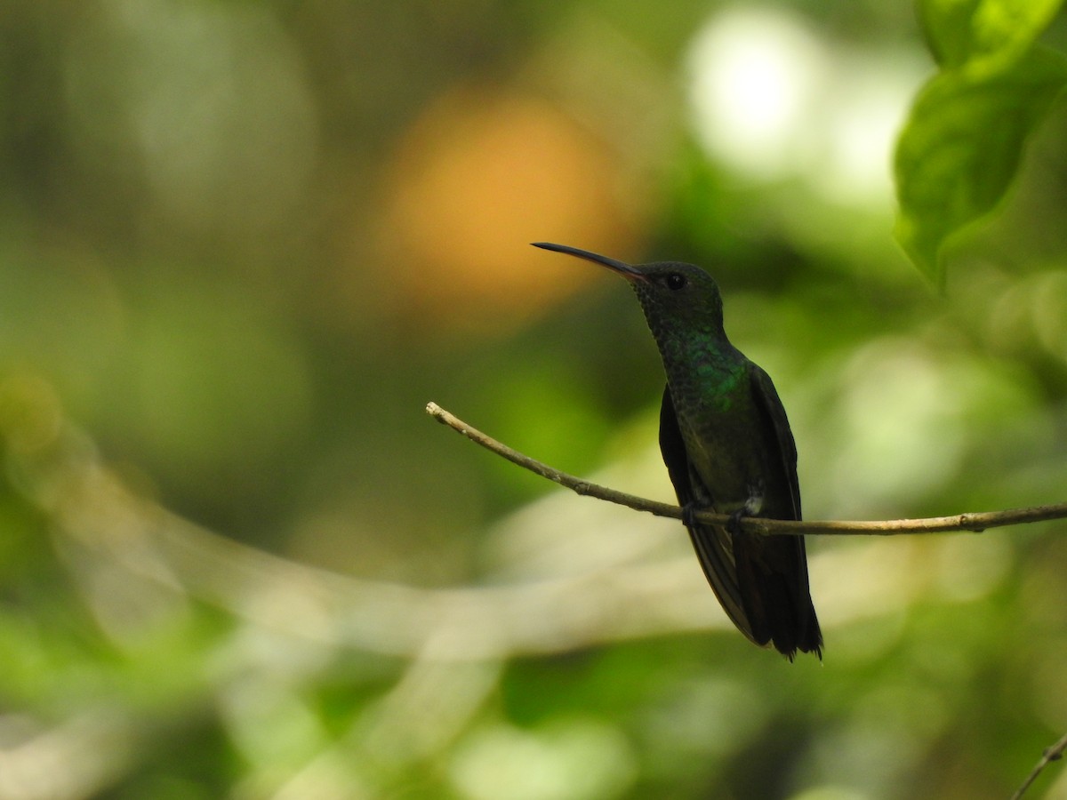 Rufous-tailed Hummingbird - ML645957196