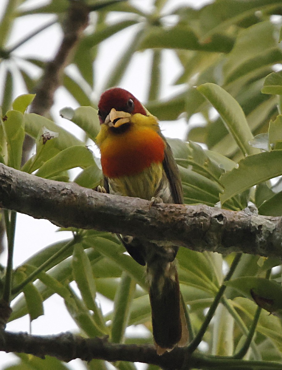 Lemon-throated Barbet - ML645957197