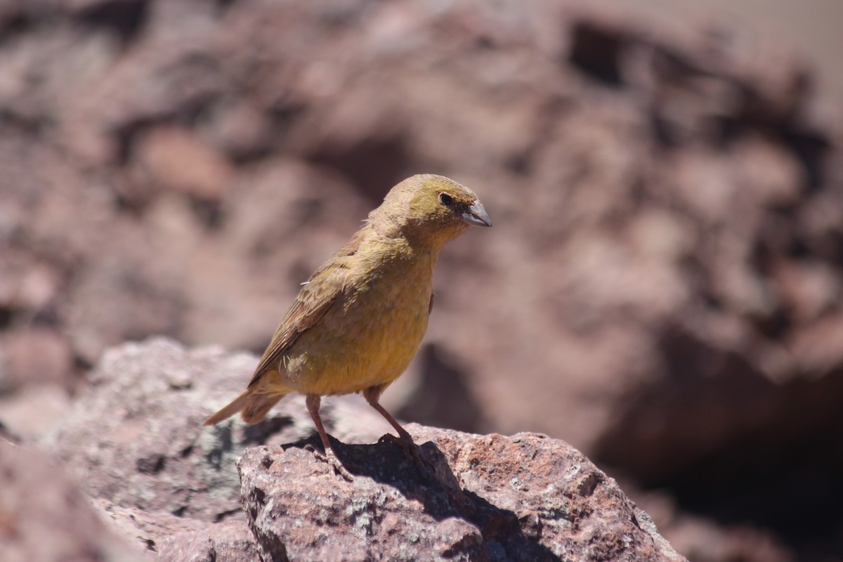 Greenish Yellow-Finch - ML645957198