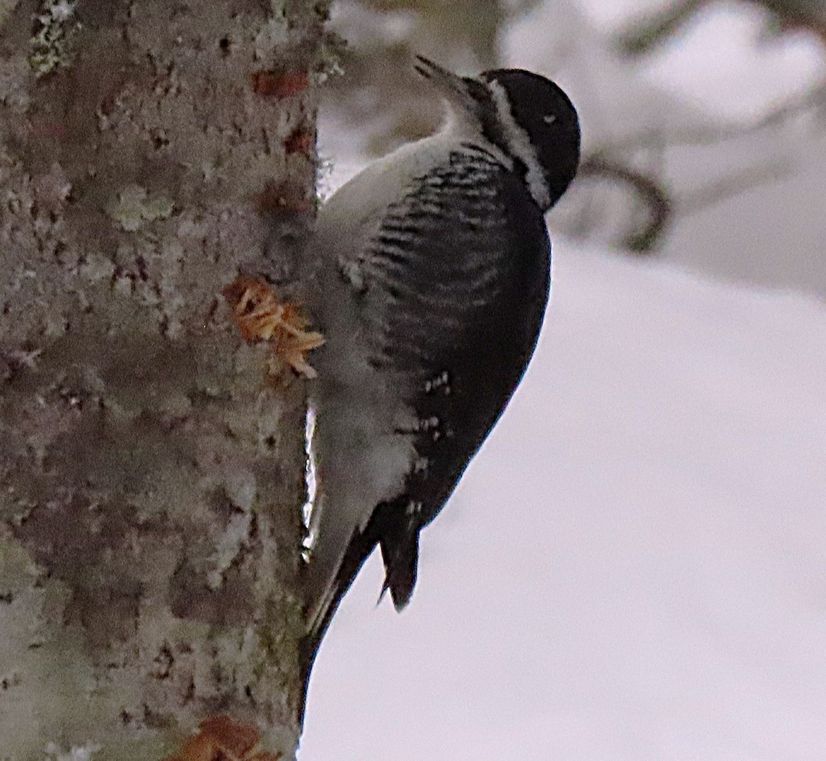 Black-backed Woodpecker - ML645957200