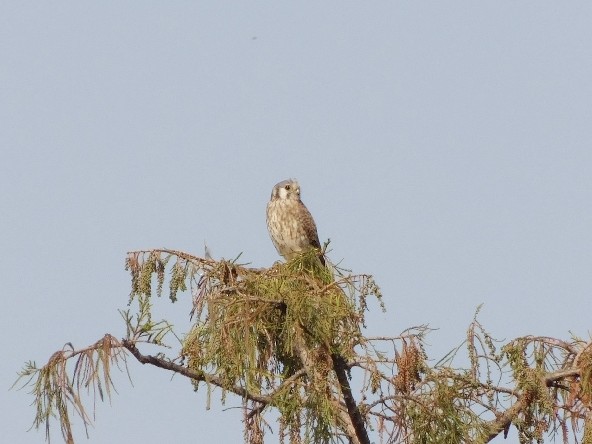 American Kestrel - ML645957201