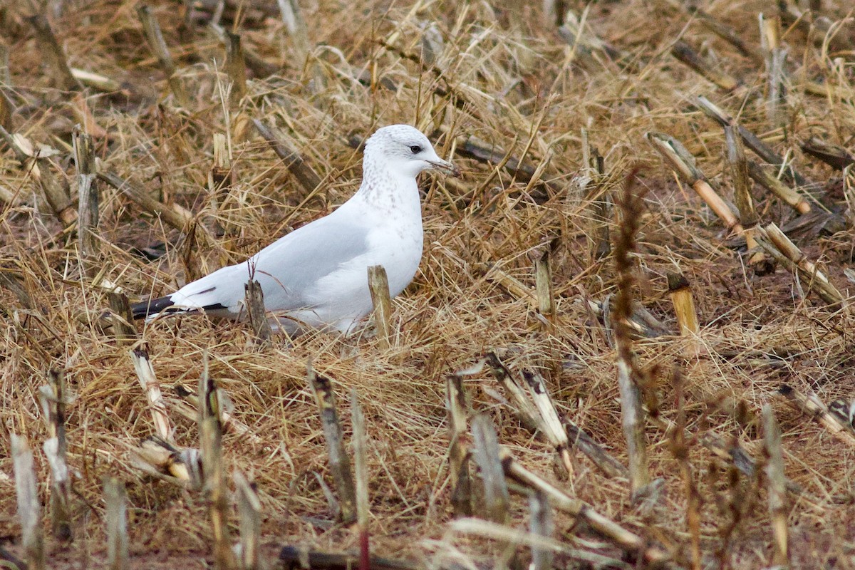 Ring-billed Gull - ML645957205