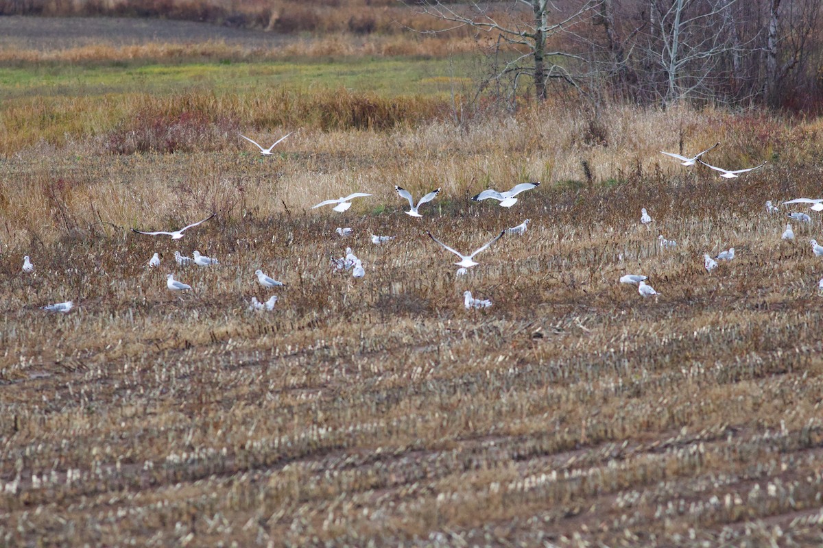 Ring-billed Gull - ML645957207