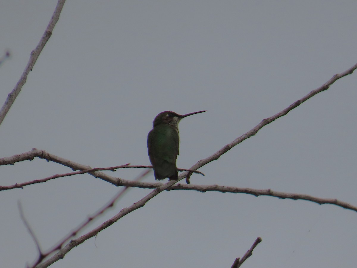 Ruby-throated Hummingbird - ML645957208