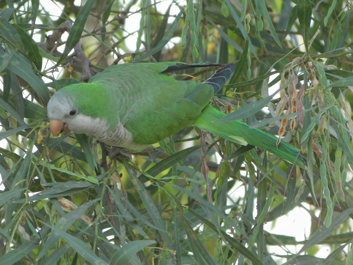 Monk Parakeet - ML645957209