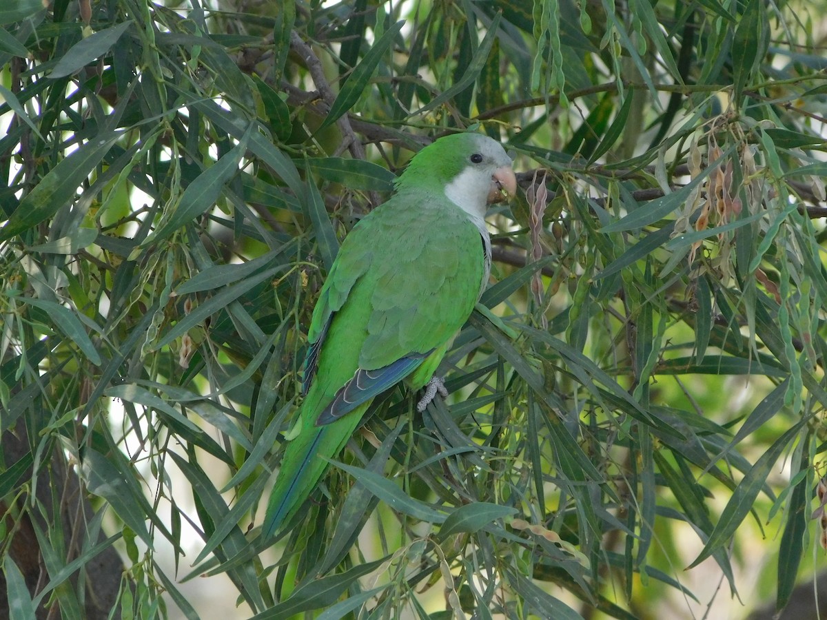 Monk Parakeet - ML645957210