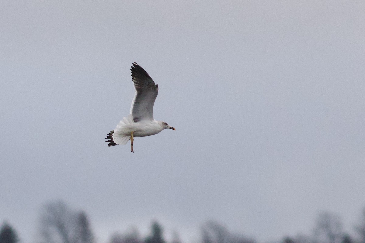 Lesser Black-backed Gull - ML645957211