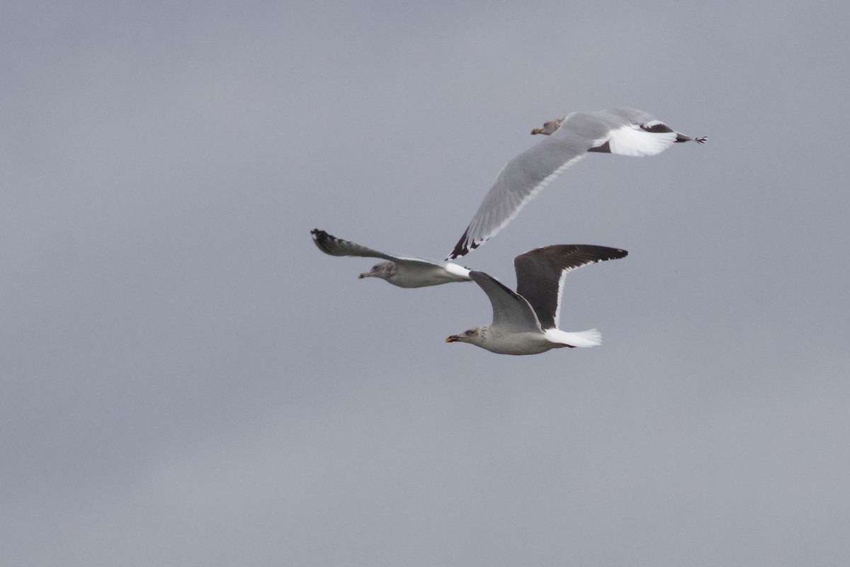 Lesser Black-backed Gull - ML645957212
