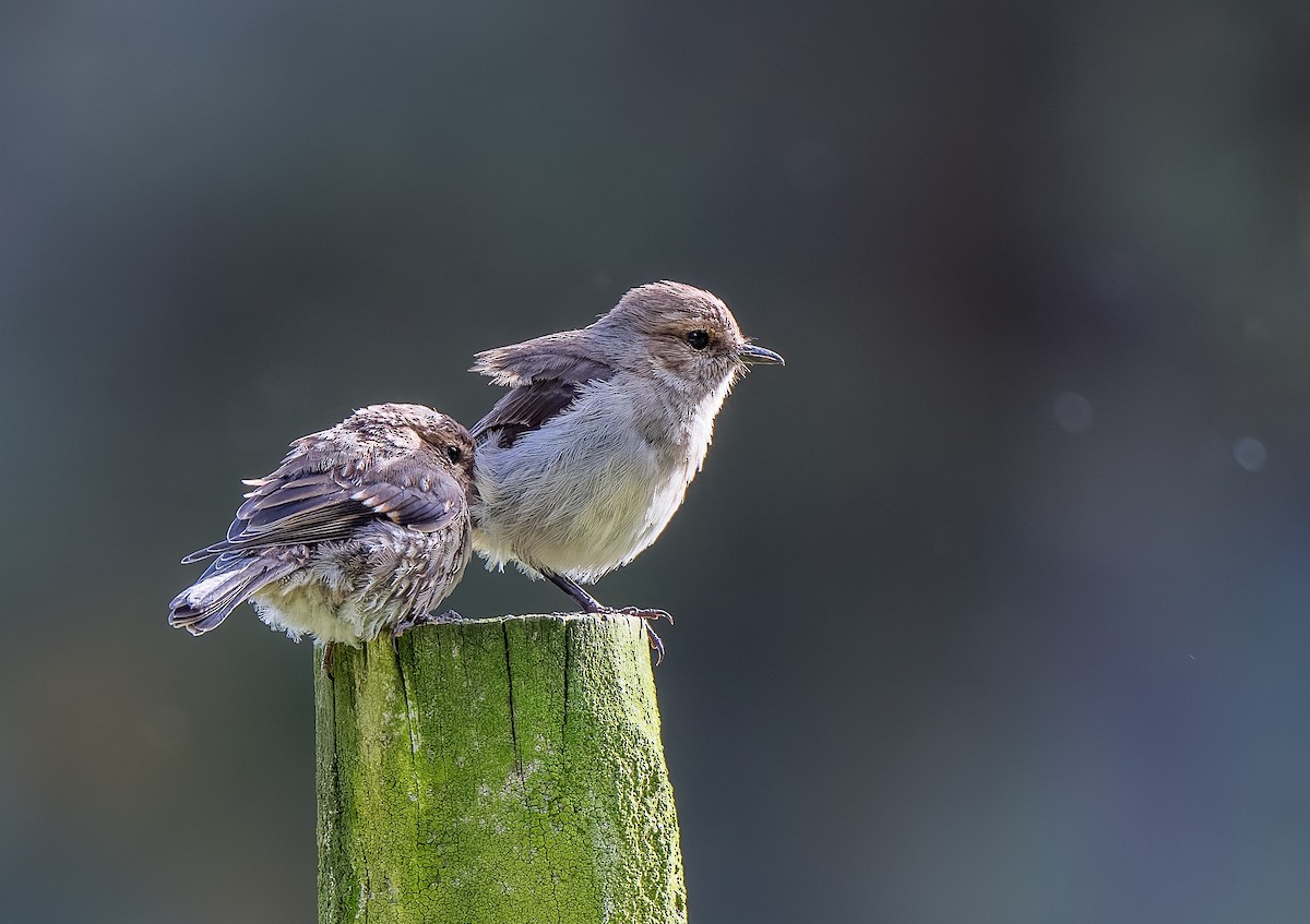 Тасманийская дриада - ML645957213
